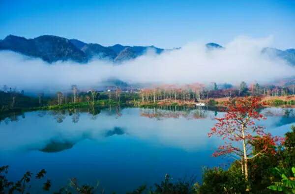 我們?yōu)槭裁捶且氯齻€小時的車去看木棉？